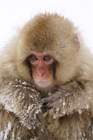 Snow monkey, Japan Stock Photo - Rights-Managed, Code: 859-09104851