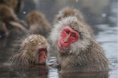 Snow monkeys, Japan Stock Photo - Rights-Managed, Code: 859-09104853