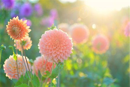 field of wildflowers - Hokkaido, Japan Stock Photo - Rights-Managed, Code: 859-09104867