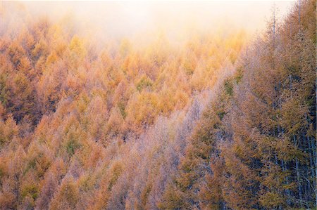 forest autumn not people - Nagano Prefecture, Japan Stock Photo - Rights-Managed, Code: 859-09104869