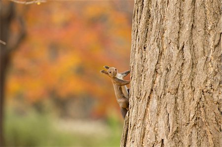 squirrel - Hokkaido, Japan Stock Photo - Rights-Managed, Code: 859-09104909