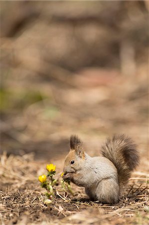 squirrel - Hokkaido, Japan Stock Photo - Rights-Managed, Code: 859-09104915