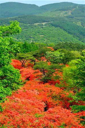 Miyagi Prefecture, Japan Stock Photo - Rights-Managed, Code: 859-09104940