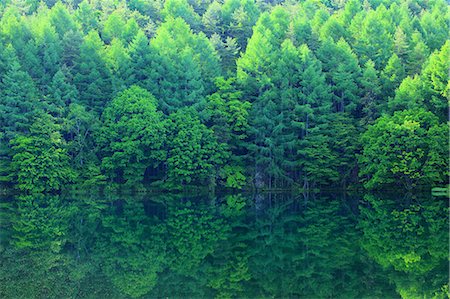 forest japan - Nagano Prefecture, Japan Photographie de stock - Rights-Managed, Code: 859-09104964