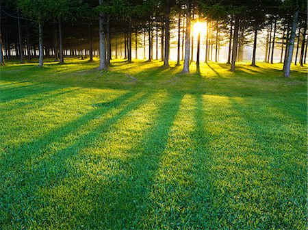 park and trees - Hokkaido, Japan Stock Photo - Rights-Managed, Code: 859-09104986