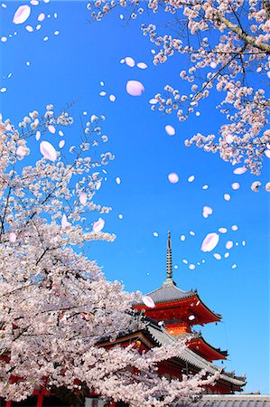 petals scattered - Kyoto, Japan Stock Photo - Rights-Managed, Code: 859-09105012