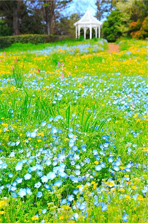 pergola and plant - Baby blue-eyes Stock Photo - Rights-Managed, Code: 859-09105035