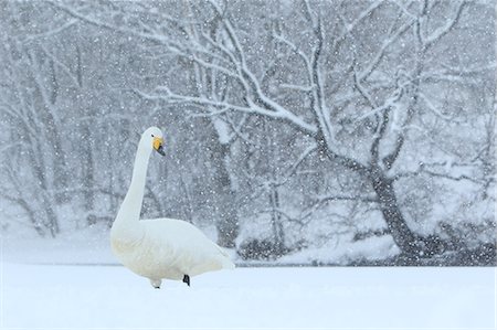 simsearch:859-07149893,k - Hokkaido, Japan Photographie de stock - Rights-Managed, Code: 859-09105040