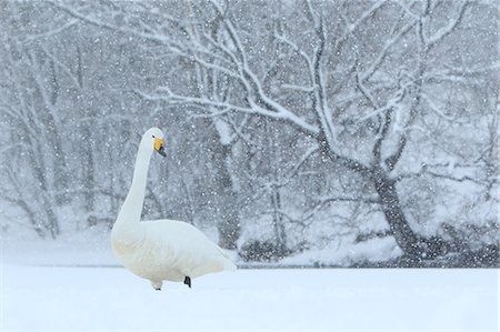 elegant bird - Hokkaido, Japan Stock Photo - Rights-Managed, Code: 859-09105040