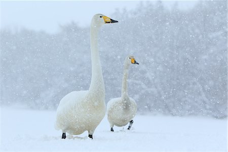 swan - Hokkaido, Japan Stock Photo - Rights-Managed, Code: 859-09105041