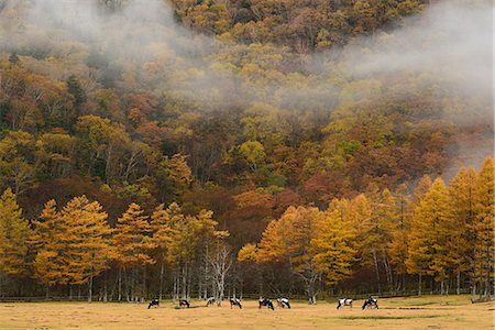 plateau (nature) - Tochigi Prefecture, Japan Photographie de stock - Rights-Managed, Code: 859-09105077