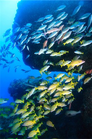 Fish school Stock Photo - Rights-Managed, Code: 859-09105116