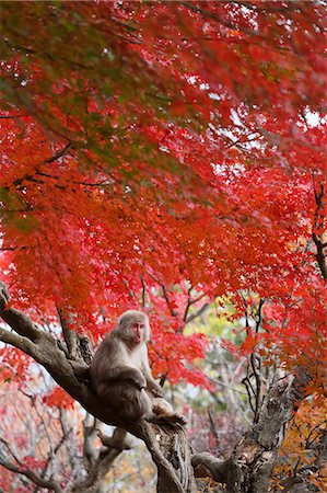 simsearch:859-08244323,k - Snow monkey, Japan Stockbilder - Lizenzpflichtiges, Bildnummer: 859-09105138