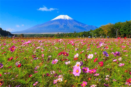 photo of flowering mountain side - Mount Fuji from Yamanashi Prefecture, Japan Stock Photo - Rights-Managed, Code: 859-09175469