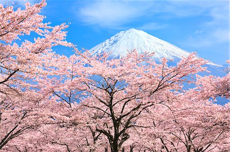 Mount Fuji from Shizuoka Prefecture, Japan Foto de stock - Con derechos protegidos, Código: 859-09175479