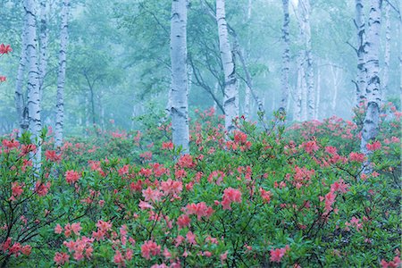 rhododendron - Nagano Prefecture, Japan Foto de stock - Con derechos protegidos, Código: 859-09175512