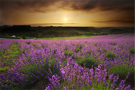 sunrises over flower field - Hokkaido, Japan Stock Photo - Rights-Managed, Code: 859-09175559