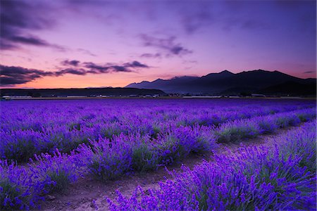 flowers and nobody - Hokkaido, Japan Stock Photo - Rights-Managed, Code: 859-09175560