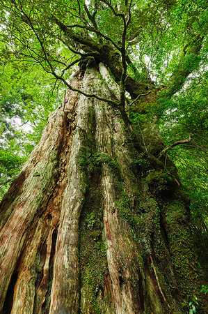 Kagoshima Prefecture, Japan Stock Photo - Rights-Managed, Code: 859-09192632