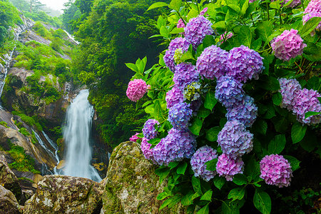 falling nature - Saga Prefecture, Japan Stock Photo - Rights-Managed, Code: 859-09192640