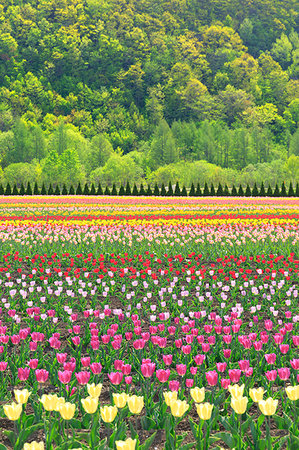 spring of hokkaido - Hokkaido, Japan Stock Photo - Rights-Managed, Code: 859-09192665