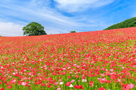 poppy flower and sky - Saitama Prefecture, Japan Stock Photo - Rights-Managed, Code: 859-09192669