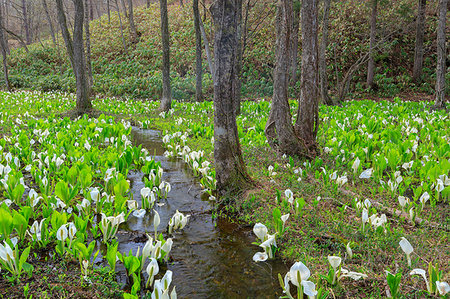 river in forest - Akita Prefecture, Japan Stock Photo - Rights-Managed, Code: 859-09192670