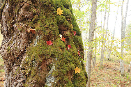 forest japan - Hokkaido, Japan Stock Photo - Rights-Managed, Code: 859-09192681