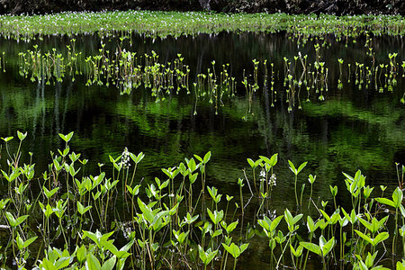 pond plant - Fukushima Prefecture, Japan Stock Photo - Rights-Managed, Code: 859-09192700