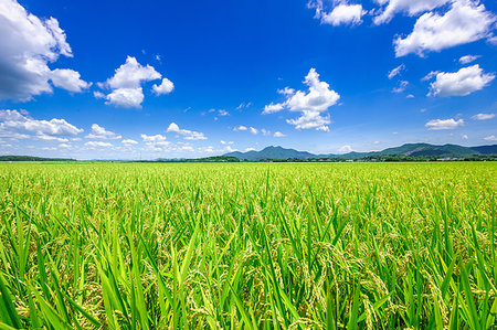 farmers in paddy fields - Kagoshima Prefecture, Japan Stock Photo - Rights-Managed, Code: 859-09192754