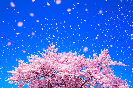 falling nature - Cherry blossoms in the wind Stock Photo - Rights-Managed, Code: 859-09192751