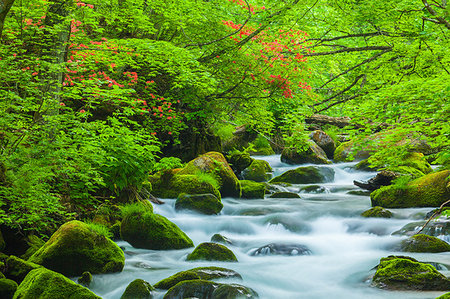 rododendro - Aomori Prefecture, Japan Foto de stock - Direito Controlado, Número: 859-09192790