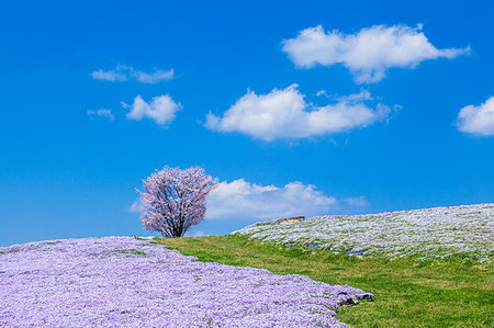 flower garden not people - Hiroshima Prefecture, Japan Stock Photo - Rights-Managed, Code: 859-09192805