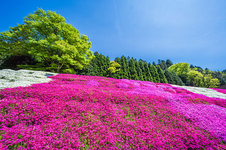 Shimane Prefecture, Japan Stock Photo - Rights-Managed, Code: 859-09192807