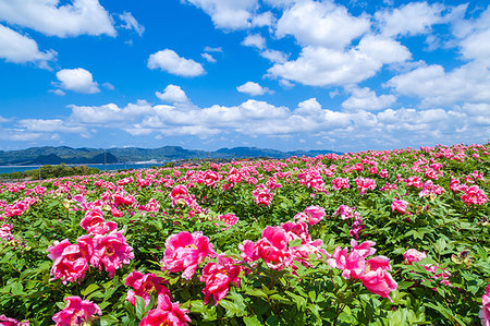 peonies - Shimane Prefecture, Japan Foto de stock - Con derechos protegidos, Código: 859-09192808