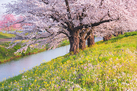 Yamagata Prefecture, Japan Photographie de stock - Rights-Managed, Code: 859-09192814