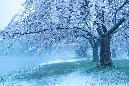 Niigata Prefecture, Japan Stock Photo - Rights-Managed, Code: 859-09192812