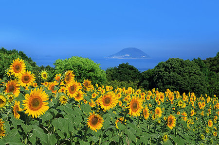 flower private garden nobody - Fukuoka Prefecture, Japan Photographie de stock - Rights-Managed, Code: 859-09192824