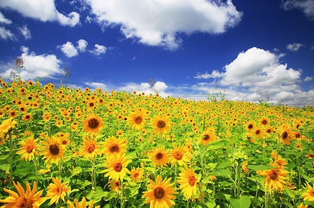 sonnenblume - Chiba Prefecture, Japan Stockbilder - Lizenzpflichtiges, Bildnummer: 859-09192828