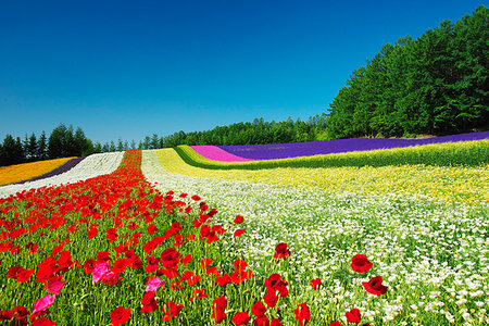 private garden - Hokkaido, Japan Foto de stock - Con derechos protegidos, Código: 859-09192840