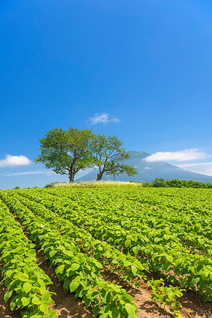 field with cherry trees and mountains - Hokkaido, Japan Stock Photo - Rights-Managed, Code: 859-09227709