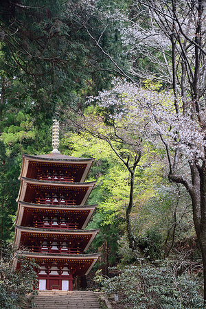 photographs japan temple flowers - Nara Prefecture, Japan Photographie de stock - Rights-Managed, Code: 859-09227878