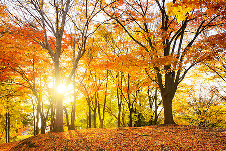 simsearch:859-09228221,k - Nagano Prefecture, Japan Foto de stock - Con derechos protegidos, Código: 859-09227994