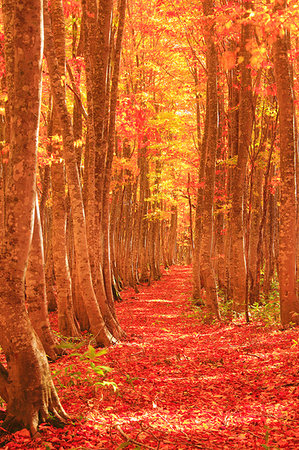 Aomori Prefecture, Japan Photographie de stock - Rights-Managed, Code: 859-09228101