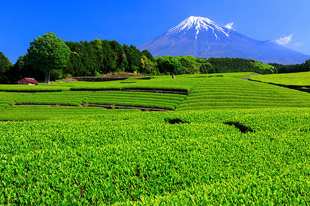 Shizuoka Prefecture, Japan Stock Photo - Rights-Managed, Code: 859-09228420