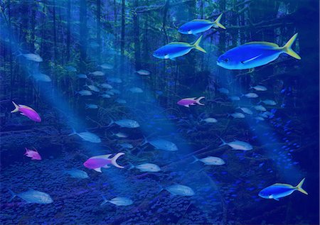 shoal (group of marine animals) - Fish and forest Stock Photo - Rights-Managed, Code: 859-03035864
