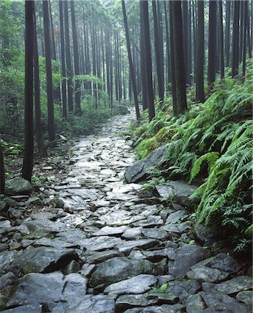 Rocky pathway through woods Stock Photo - Rights-Managed, Code: 859-03035896