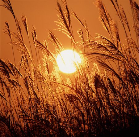 Sun in meadow Foto de stock - Direito Controlado, Número: 859-03035916