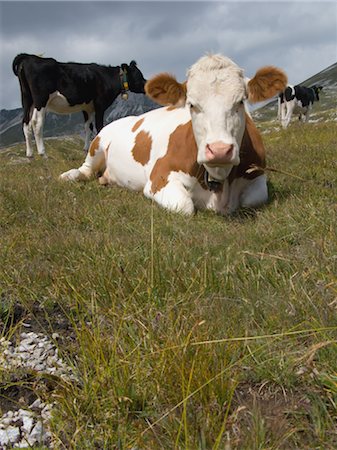 simsearch:693-03303717,k - Cows in pasture Stock Photo - Rights-Managed, Code: 859-03036326