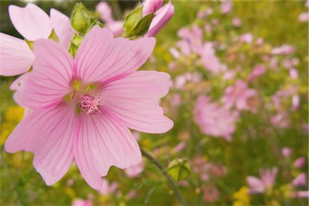 simsearch:630-02220165,k - Rose mallow blooming in spring Stock Photo - Rights-Managed, Code: 859-03036332